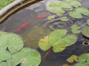 Fontana con i pesci